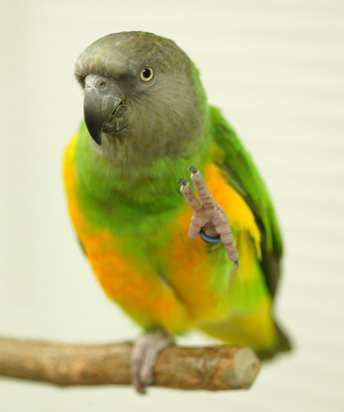Birds , 7 Beautiful Senegal Parrot : African Grey