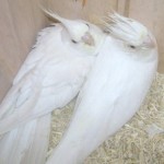 albino cockatiel breeding , 7 Cute Breeding Cockatiels In Birds Category