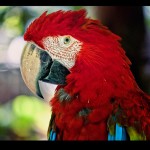amazon parrot , 7 Beautiful Green Winged Macaw In Birds Category