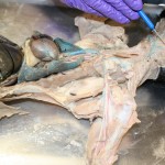 anatomy human , 6 Amazing Cat Dissection Pictures In Cat Category