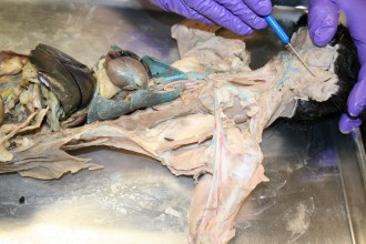 Anatomy Human , 6 Amazing Cat Dissection Pictures In Cat Category
