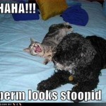 animal pictures , 5 Nice Funny Cat And Dog Pictures With Captions In Cat Category