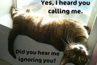 Animals Funny Photo , 6 Best Hilarious Cat Pictures With Captions In Cat Category