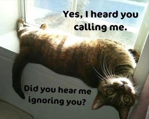 Cat , 6 Best Hilarious Cat Pictures With Captions : Animals Funny Photo
