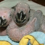 baby grey parrots , 7 Cute Baby African Grey Parrot In Birds Category
