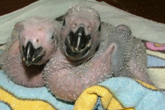Baby Grey Parrots , 7 Cute Baby African Grey Parrot In Birds Category
