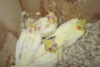 Baby Lutino Cockatiel , 7 Cute Baby Cockatiels In Birds Category