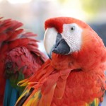 baby parrot , 8 Unique Macaw Breeders In Birds Category