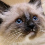 beautiful Siamese cat , 7 Nice Siamese Cats Pictures In Cat Category