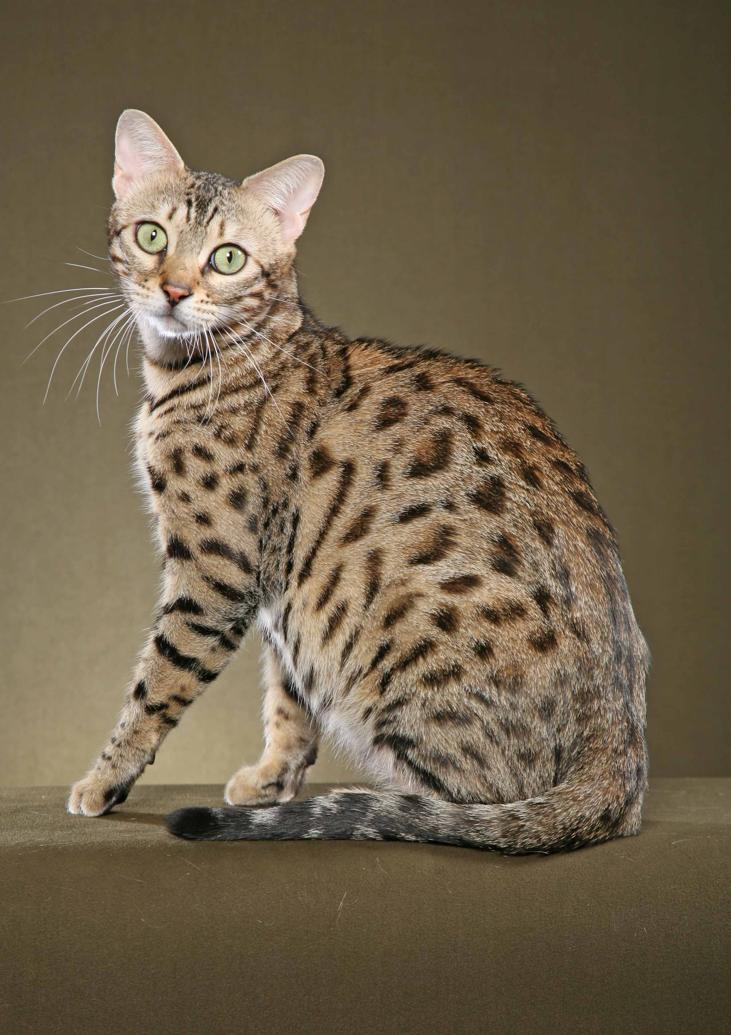 bengal-cat-domestic-biological-science-picture-directory-pulpbits