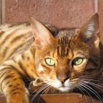  bengal cat pictures , 7 Nice Bengal Cats Pictures In Cat Category