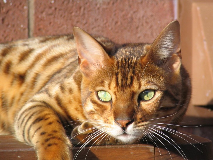 Cat , 7 Nice Bengal Cats Pictures :  Bengal Cat Pictures