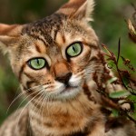 bengal cat pictures , 7 Nice Bengal Cats Pictures In Cat Category