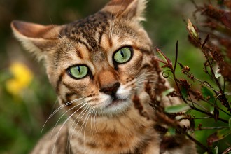 Bengal Cat Pictures , 7 Charming Pictures Of Bengal Cats In Cat Category