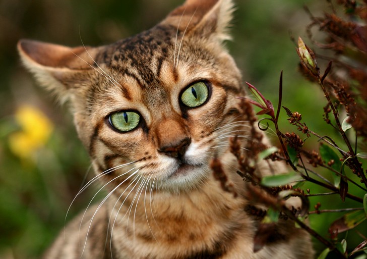 Cat , 7 Charming Pictures Of Bengal Cats : Bengal Cat Pictures