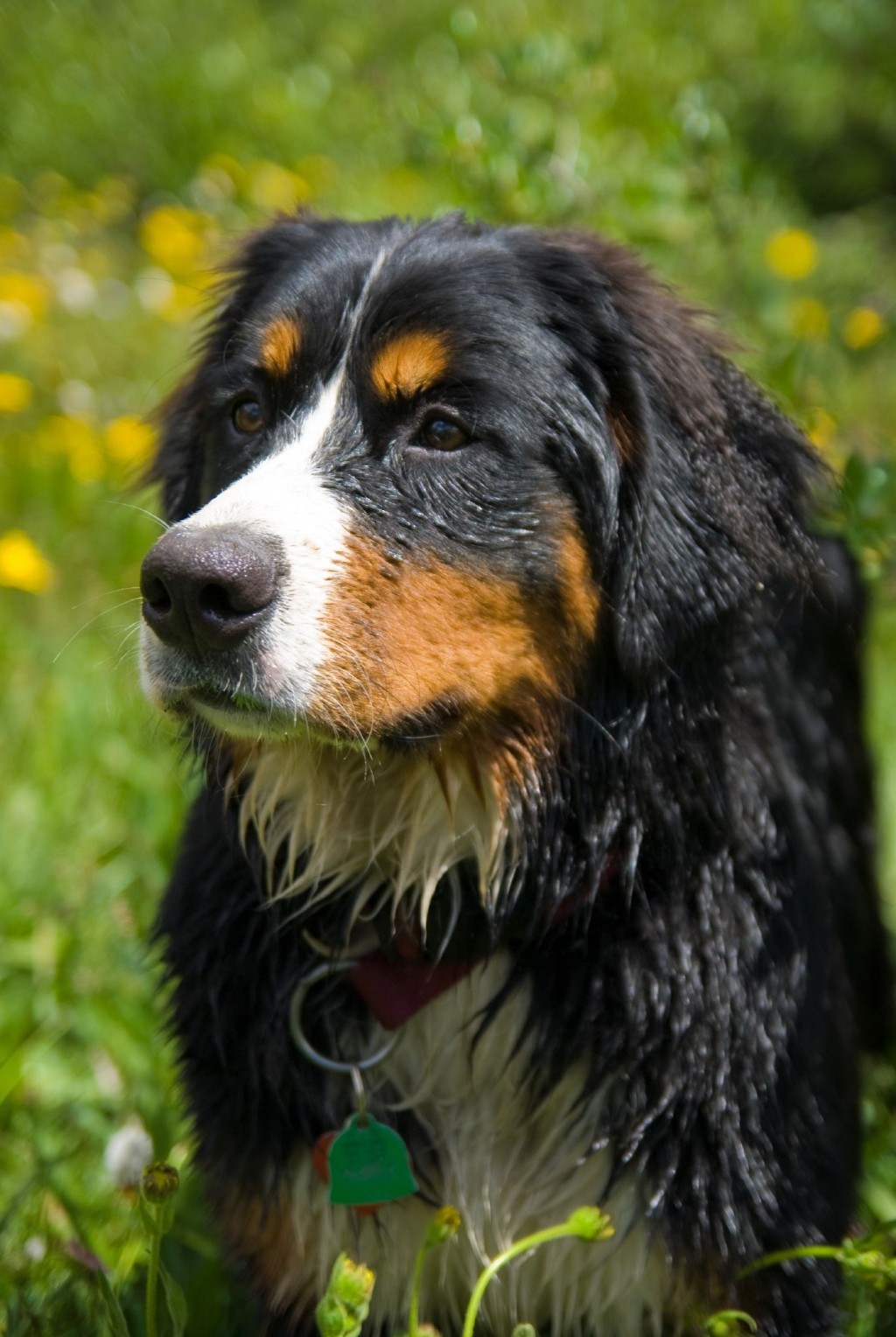 bernese mountain puppies Biological Science Picture