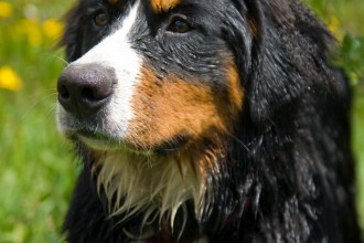 Bernese Mountain Puppies , 5 Fabulous Pictures Of Bernese Mountain Dogs In Dog Category