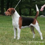 big dog list , 6 Gorgeous Big Dog Breeds List And Pictures In Dog Category