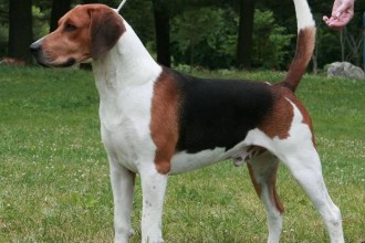 Big Dog List , 6 Gorgeous Big Dog Breeds List And Pictures In Dog Category
