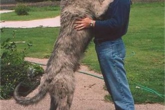 Big Dogs Breeds List , 6 Gorgeous Big Dog Breeds List And Pictures In Dog Category