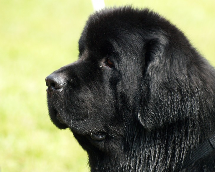 Dog , 7  Lovely Pictures Of Newfoundland Dogs : Black Newfoundland Dog