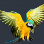 blue and gold macaw , 8 Good Blue And Gold Macaws In Birds Category
