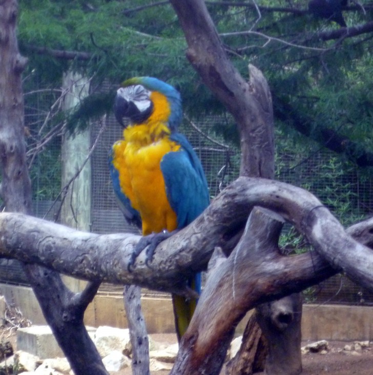 Birds , 7 Charming Blue Macaw Facts : Blue And Gold Macaw