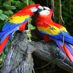 blue and gold macaw , 8 Unique Macaw Breeders In Birds Category