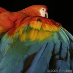 blue and gold macaw , 7 Popular Scarlet Macaw In Birds Category