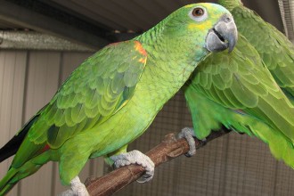 Blue Fronted Parrot , 8 Nice Blue Fronted Amazon Parrot In Birds Category