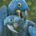 blue hyacinth macaw , 8 Wonderful Blue Hyacinth Macaw In Birds Category