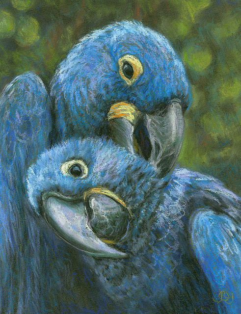Birds , 8 Wonderful Blue Hyacinth Macaw : Blue Hyacinth Macaw