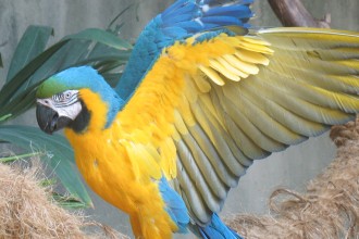  Blue Macaw Bird , 8 Good Blue And Gold Macaws In Birds Category