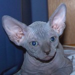 blue sphynx cat , 7 Top Rated Pictures Of Sphynx Cats In Cat Category