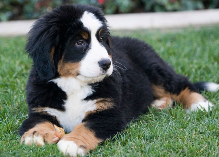 Dog , 5 Fabulous Pictures Of Bernese Mountain Dogs : Breeders Dog