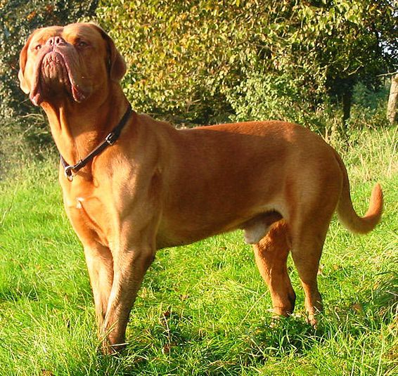 Dog , 5 Popular Large Dog Breeds List With Pictures : Breeds Of Dogs With Pictures