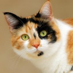calico tabby , 7 Gorgeous Calico Cats Pictures In Cat Category