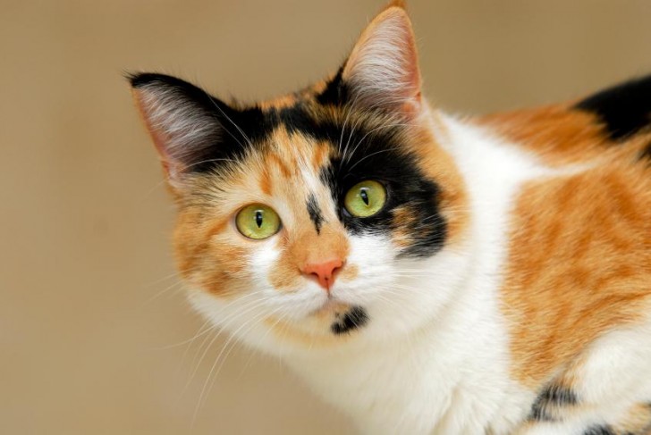 Cat , 7 Gorgeous Calico Cats Pictures : Calico Tabby