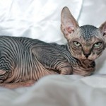 canadian hairless cat , 6 Unique Hairless Cat Pictures In Cat Category
