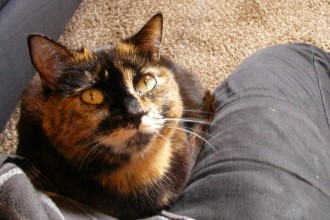 Cat Adoption , 6 Unique Pictures Of Tortoiseshell Cats In Cat Category