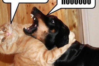 Cat And Dog Funny  , 5 Nice Funny Cat And Dog Pictures With Captions In Cat Category