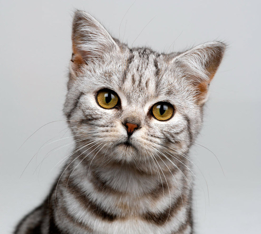 cat breeds : Biological Science Picture Directory – Pulpbits.net