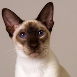 cat breeds , 6 Cute Pictures Of Siamese Cats In Cat Category