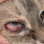 cat eye infections , 7 Cat Eye Infection Pictures You Should Consider In Cat Category
