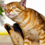 cat flea picture , 5 Fabulous Cat Fleas Pictures In Cat Category