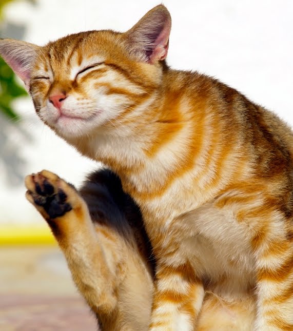 Cat , 5 Fabulous Cat Fleas Pictures : Cat Flea Picture