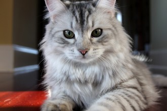 Cat Pictures , 8 Nice Siberian Cat Pictures In Cat Category