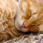 cat sleeping , 7 Awesome Pictures Of Orange Tabby Cats In Cat Category