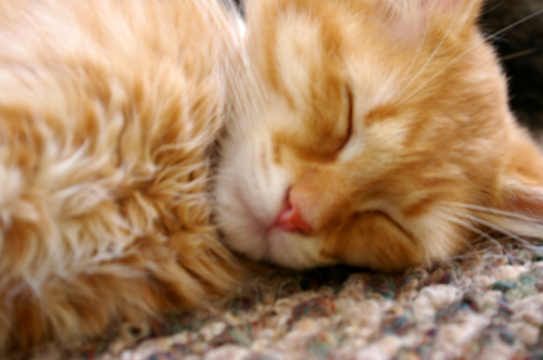 Cat , 7 Awesome Pictures Of Orange Tabby Cats : Cat Sleeping