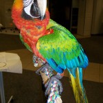 catablu macaws , 8 Wonderful Types Of Macaws In Birds Category